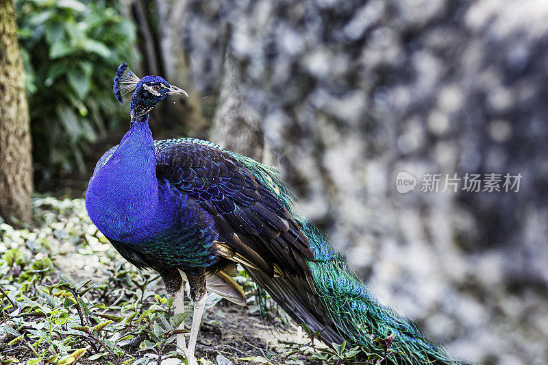 孔雀(Pavo cristatus)